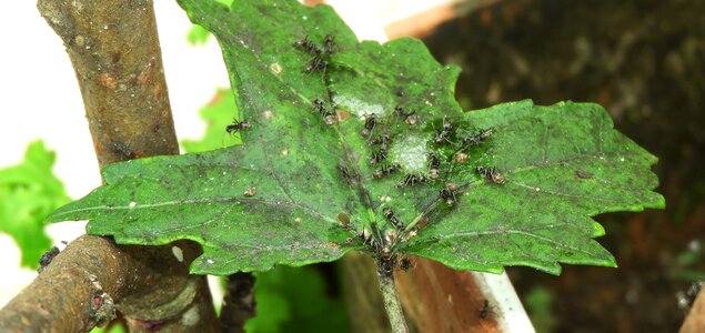 Nature insects ants leaf