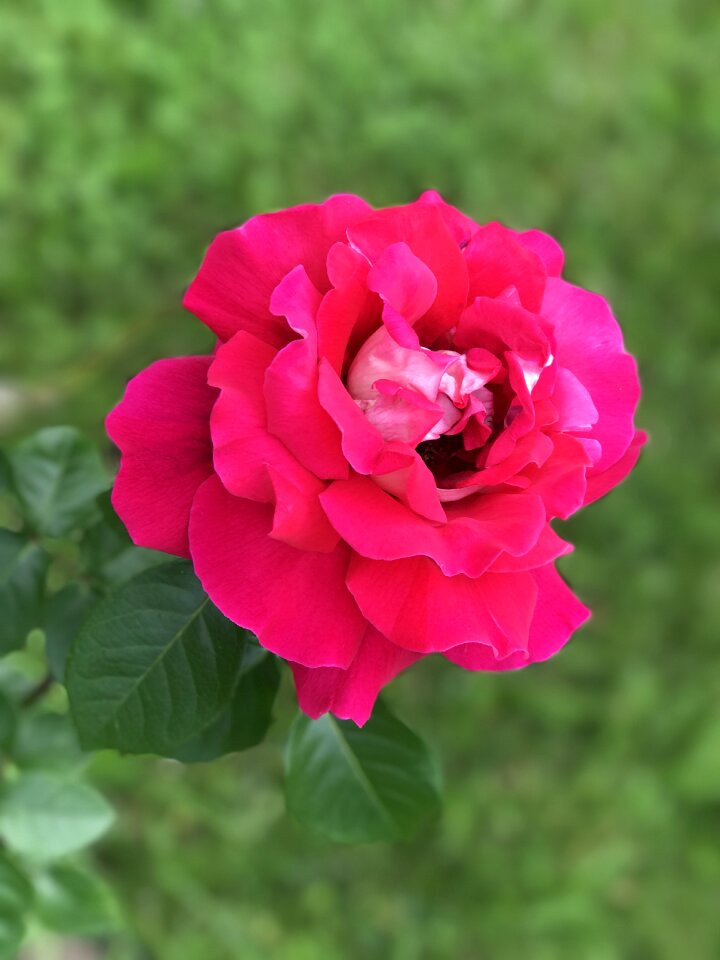 Plant petal sheet