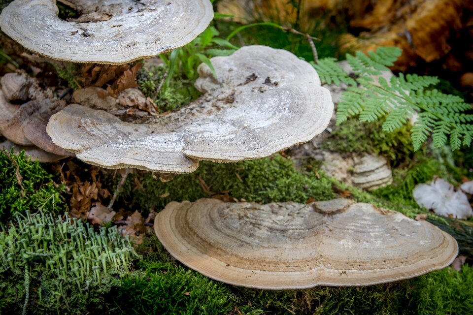 Tree oak wirrling tree fungus