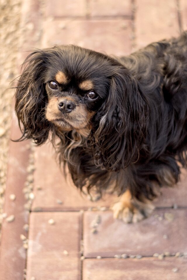 Cavalier dog Free photos