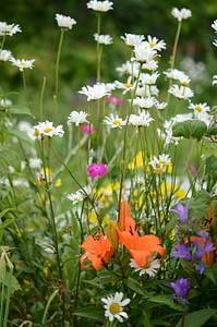 Leaf background flowers
