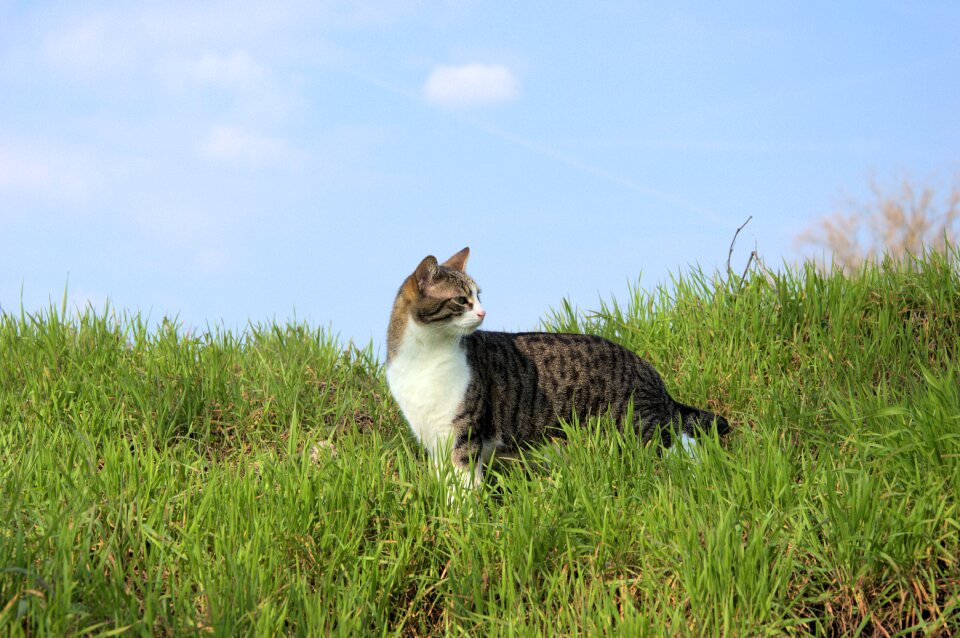 Cat animals feline