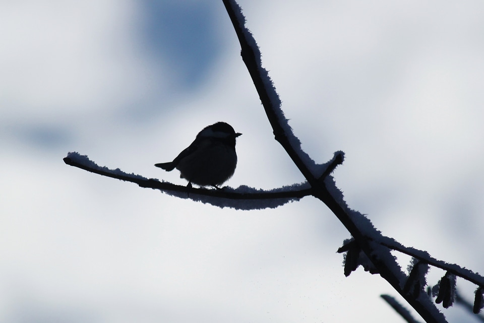 Winter branch backlighting