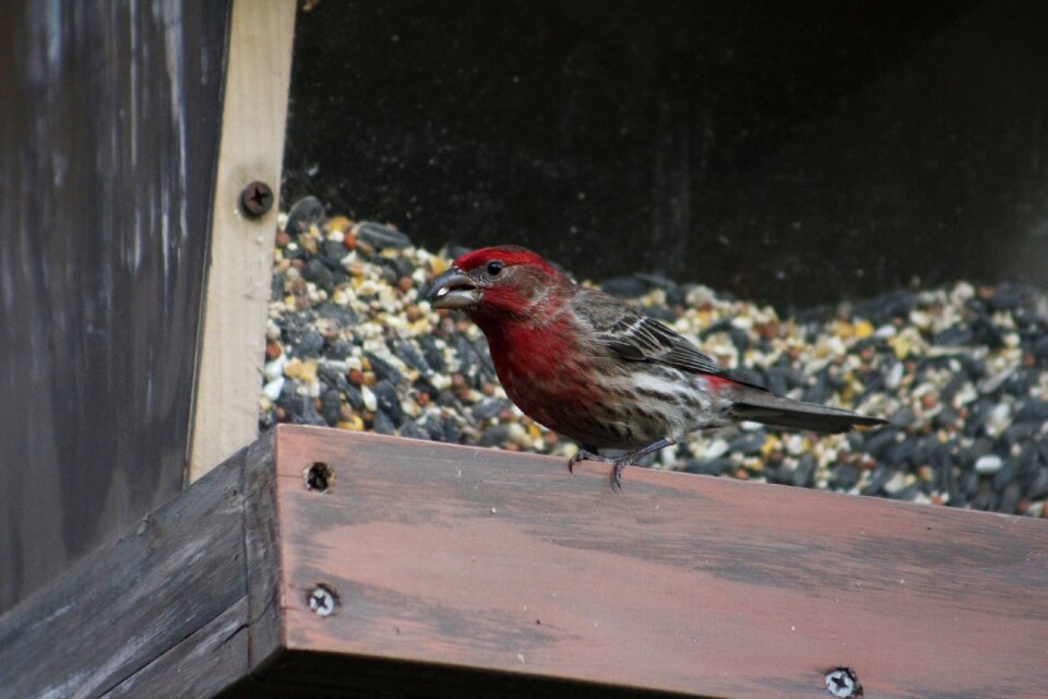Male house finch wildlife