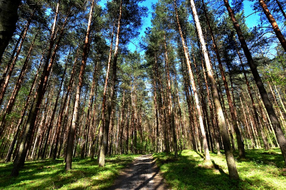 At the court of pine needle