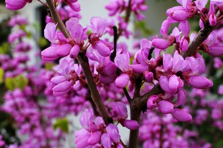 Plant growth flowers