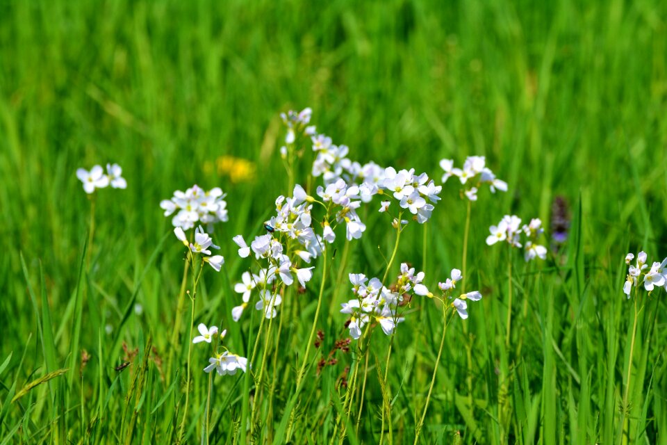 Cruciferous plant grass meadow