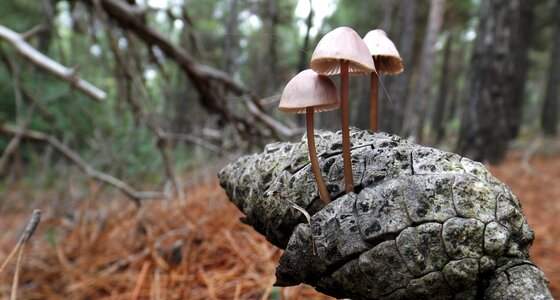 Outdoors fungus mushrooms photo