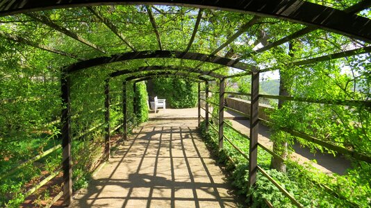 Tree nature path