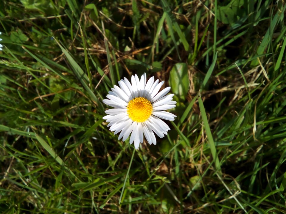 Summer hayfield