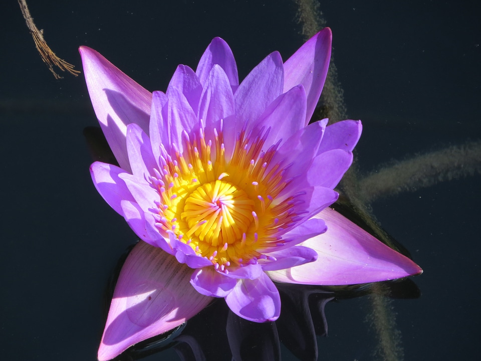 Aquatic plant nature flower