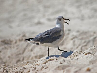 Outdoors animal sand photo