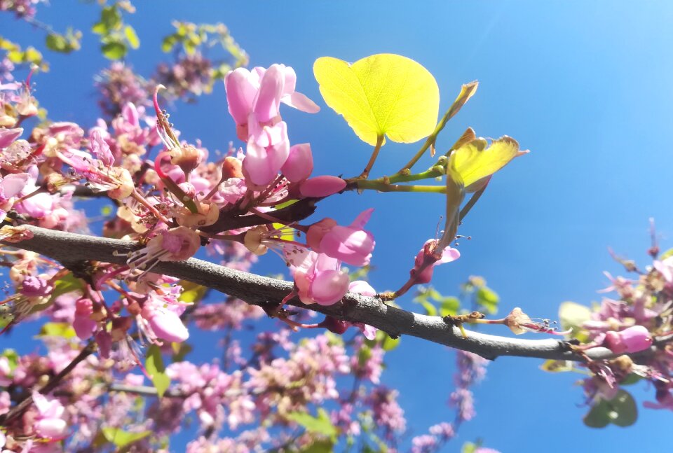 Tree branch cherry