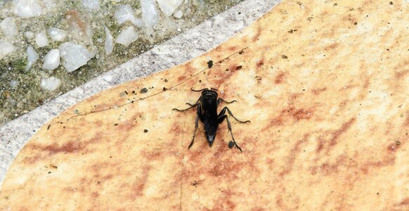 Animalia insect wasp