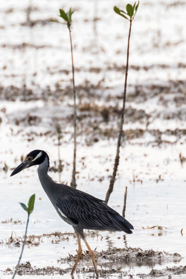 Bird caribbean tropical
