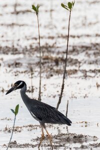 Bird caribbean tropical