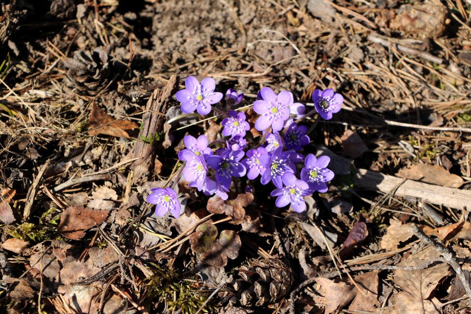 Flower sivivuokko spring
