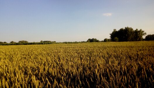 Harvest field wheat photo