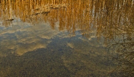 Woods hay field reflection