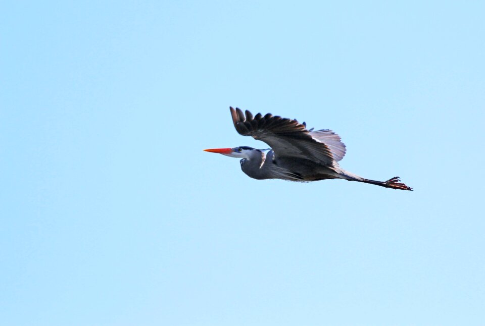 Wing wildlife heron