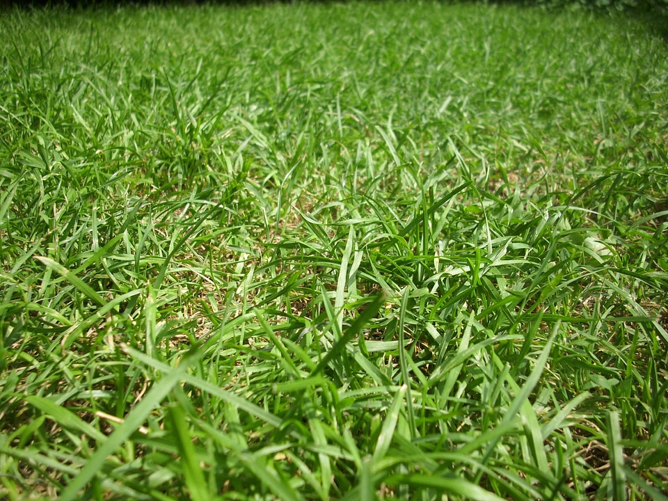 Plant natural botanical