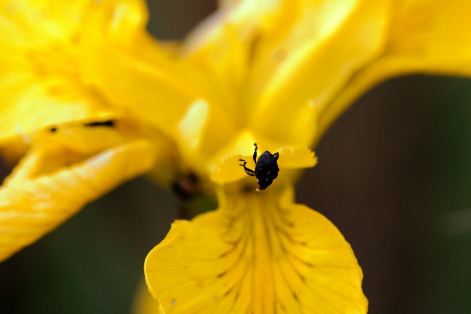 Leaf garden insect