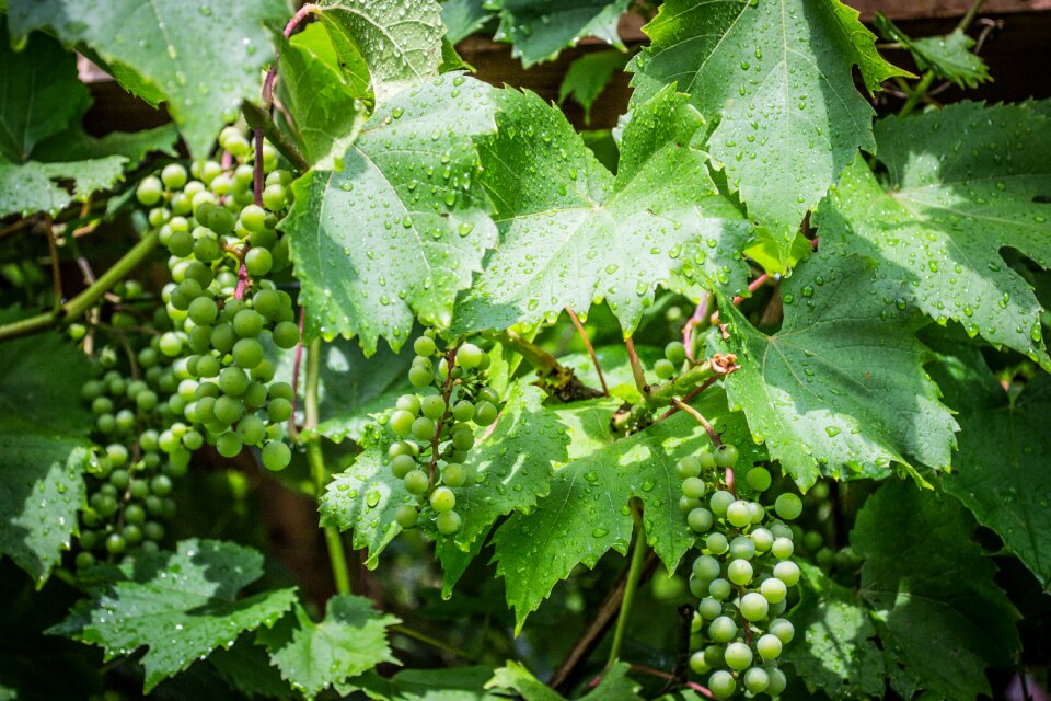 The grapes grapes green grapes