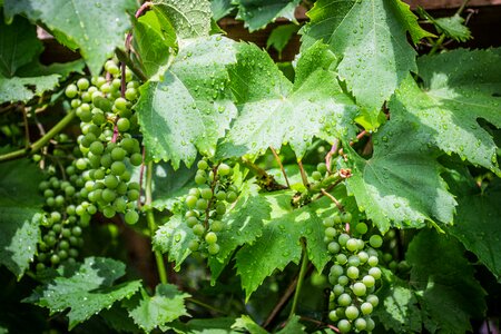 The grapes grapes green grapes
