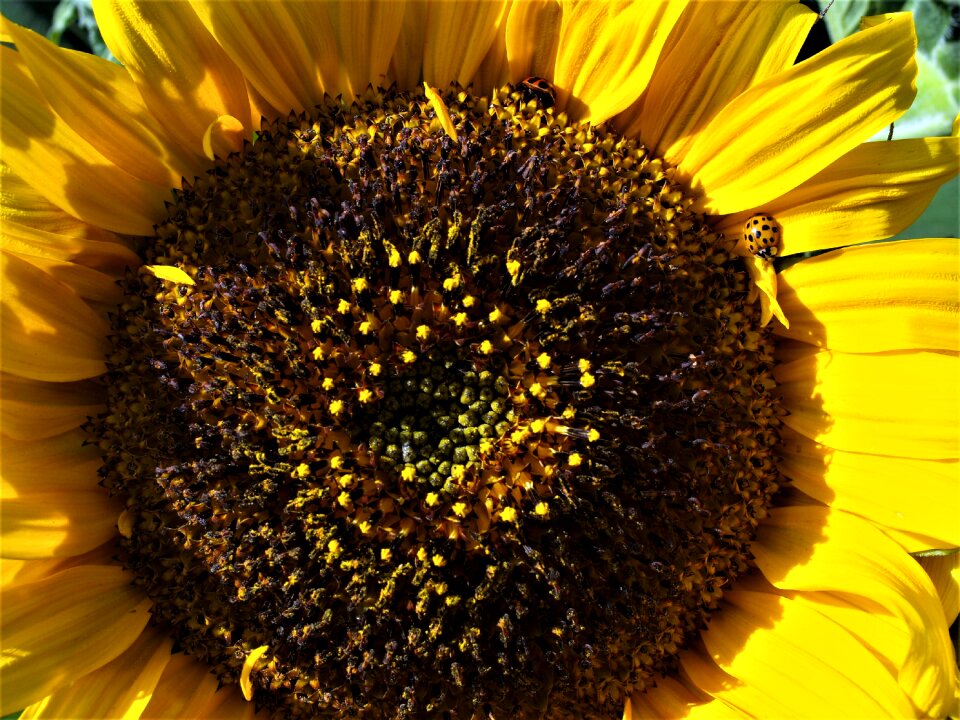 Flora beautiful summer
