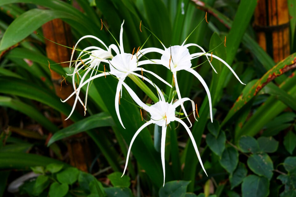 Flower nature flora