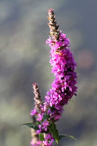 Flower nature plant purple
