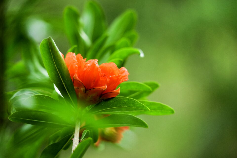 Nature plant garden