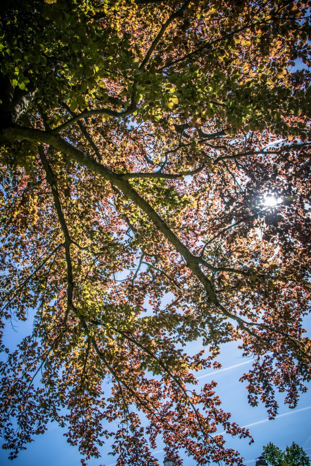 Tree deciduous tree light