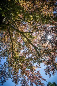 Tree deciduous tree light photo