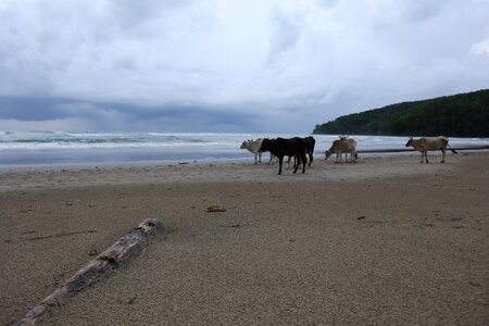 Sea horizontal cattle photo