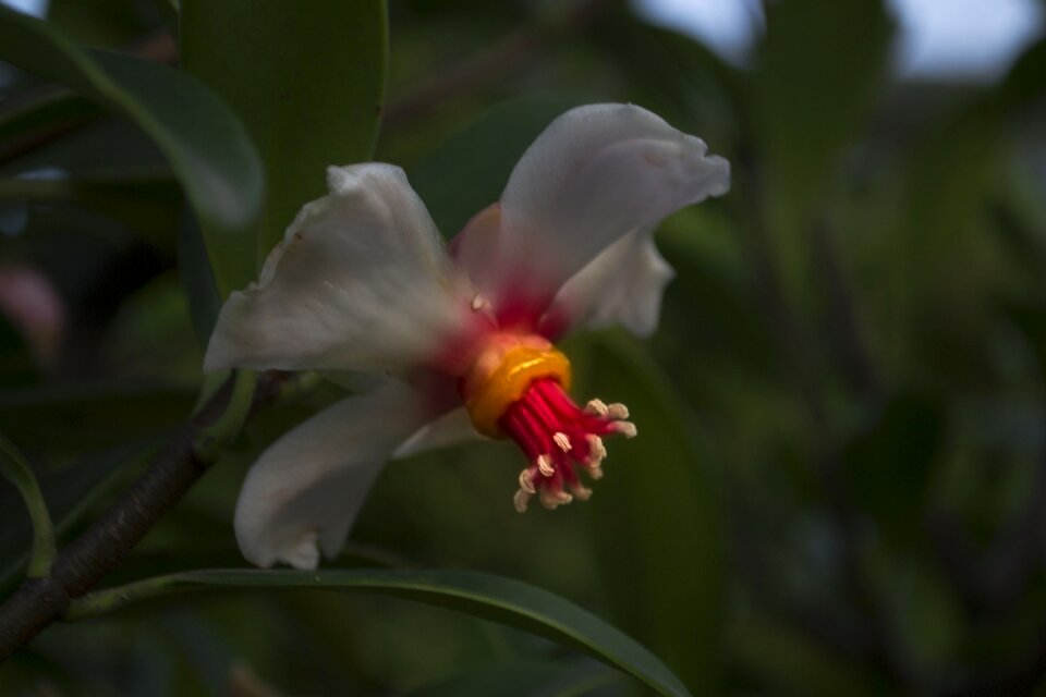 Flower plant tropical