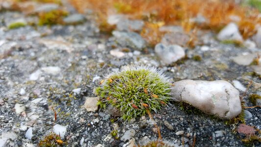 Plant all year round spring