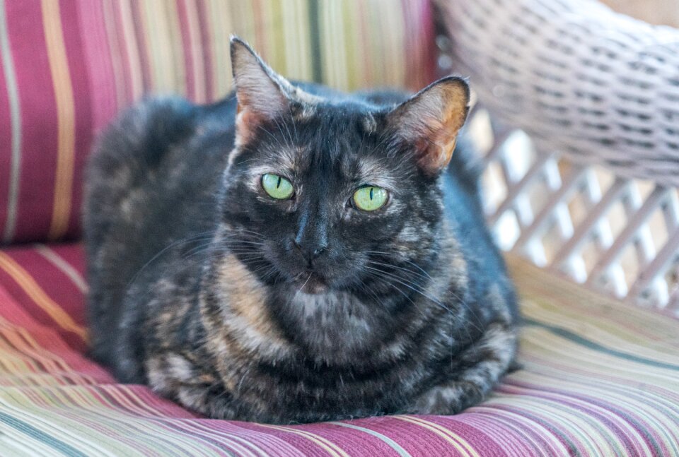 Tabby close up green eyes domestic
