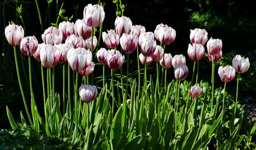 Flowers tulips bi color