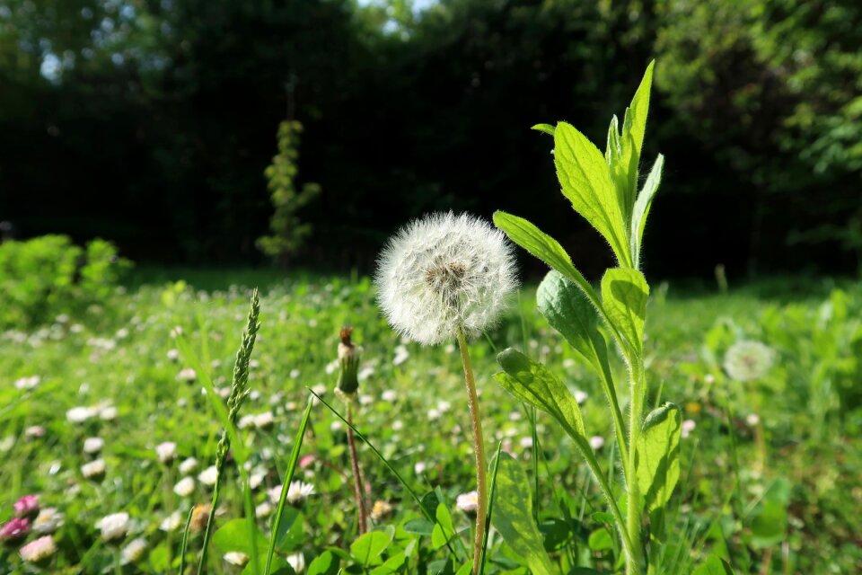 Summer dandelion spring