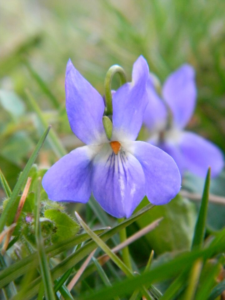 Nature garden violet photo