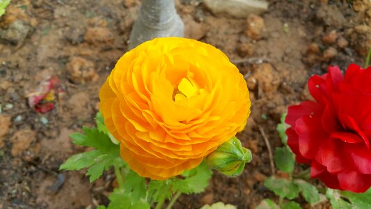 Yellow flower nature plants