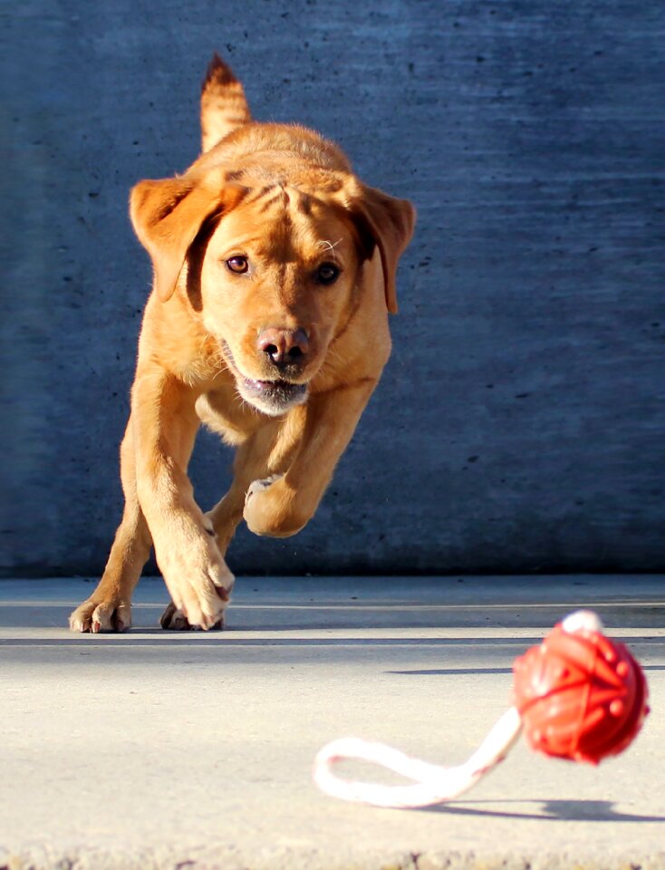 Hunting dog labrador pet