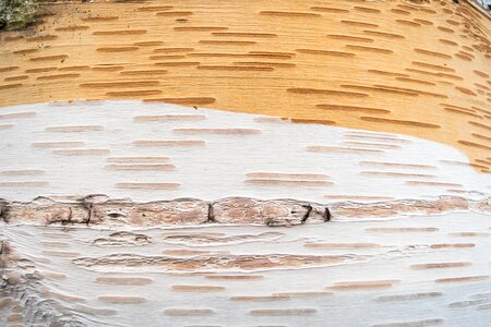 Birch bark tree photo