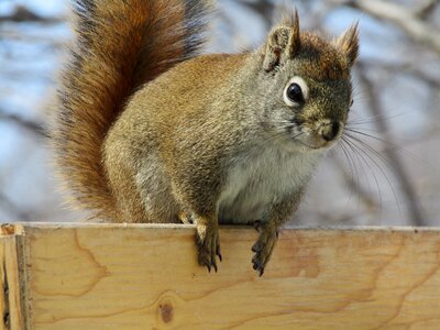 Animal cute squirrel photo