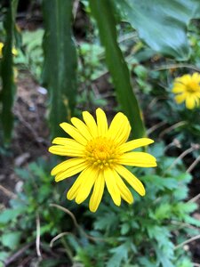 Plant summer flower