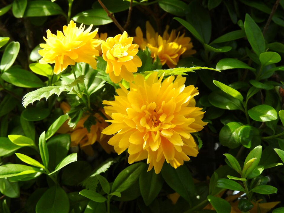 Garden leaf blooming