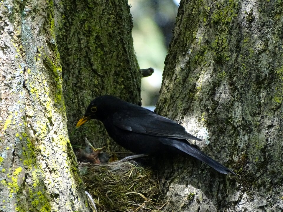 Tree animal world wood