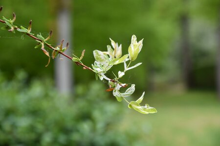 Willow tree green photo