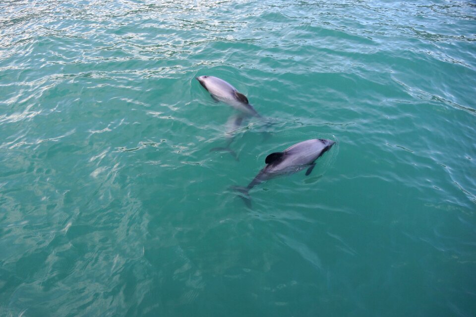 Nature dolphin aquatic